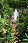 Fringed willowherb